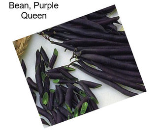 Bean, Purple Queen