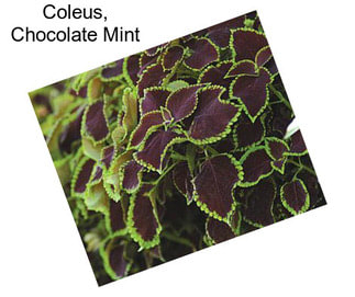 Coleus, Chocolate Mint