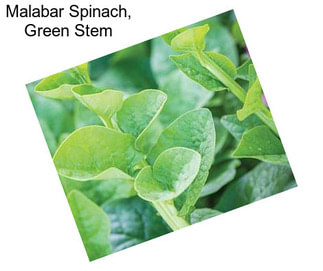 Malabar Spinach, Green Stem