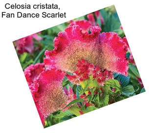 Celosia cristata,  Fan Dance Scarlet