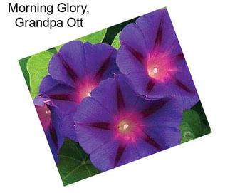 Morning Glory, Grandpa Ott