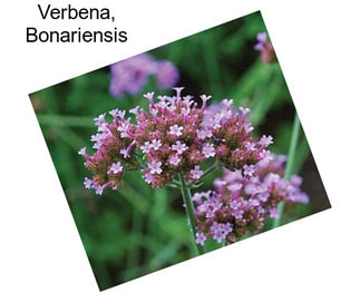 Verbena, Bonariensis