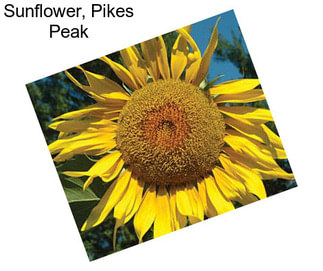 Sunflower, Pikes Peak