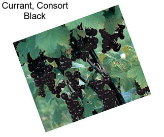 Currant, Consort Black