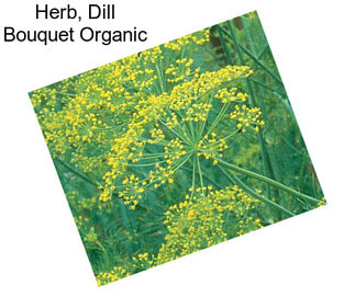 Herb, Dill Bouquet Organic