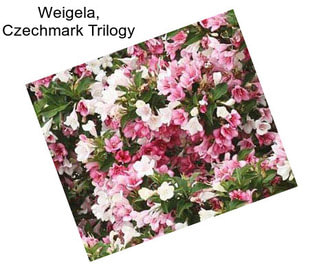 Weigela, Czechmark Trilogy