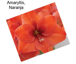 Amaryllis, Naranja