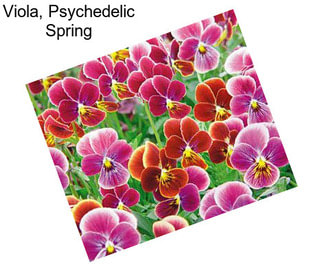 Viola, Psychedelic Spring