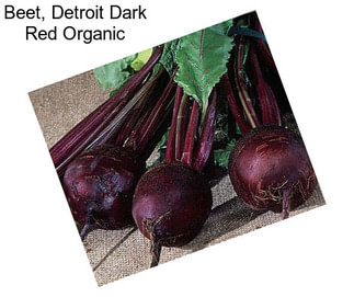 Beet, Detroit Dark Red Organic
