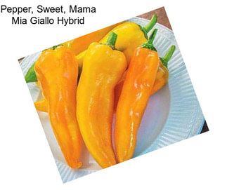 Pepper, Sweet, Mama Mia Giallo Hybrid