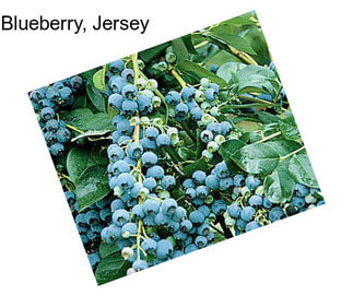 Blueberry, Jersey