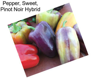 Pepper, Sweet, Pinot Noir Hybrid