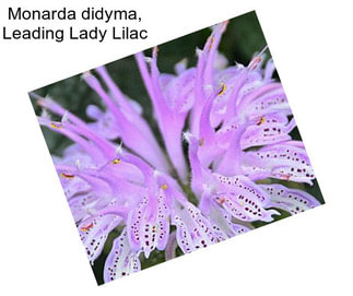 Monarda didyma, Leading Lady Lilac