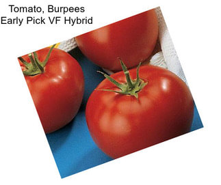 Tomato, Burpees Early Pick VF Hybrid