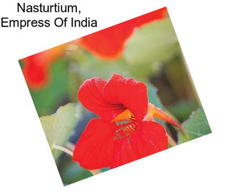 Nasturtium, Empress Of India