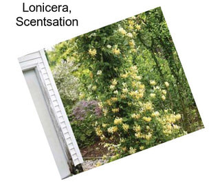 Lonicera, Scentsation