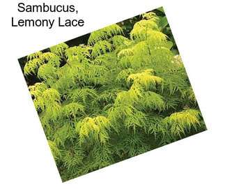 Sambucus, Lemony Lace