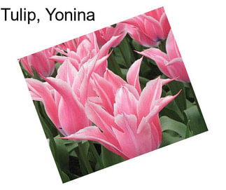 Tulip, Yonina