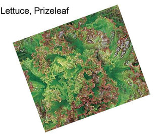 Lettuce, Prizeleaf