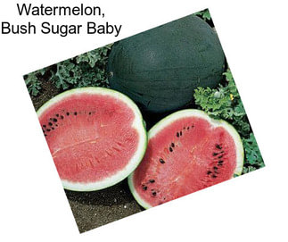 Watermelon, Bush Sugar Baby
