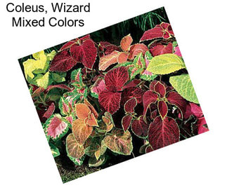 Coleus, Wizard Mixed Colors