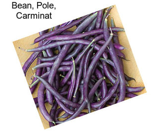 Bean, Pole, Carminat