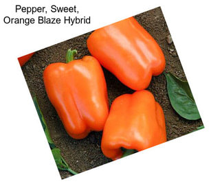 Pepper, Sweet, Orange Blaze Hybrid