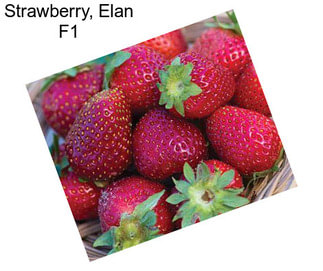 Strawberry, Elan F1