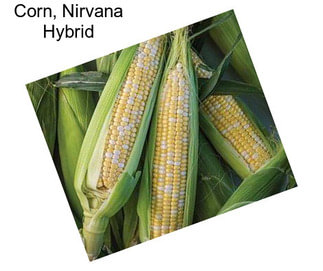 Corn, Nirvana Hybrid