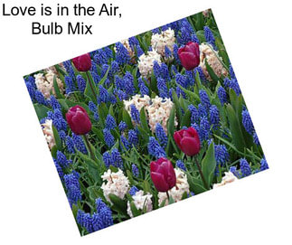 Love is in the Air, Bulb Mix