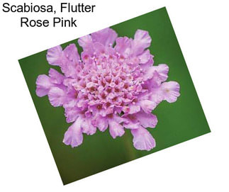 Scabiosa, Flutter Rose Pink