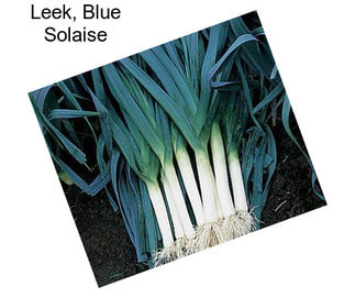 Leek, Blue Solaise
