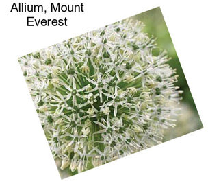 Allium, Mount Everest