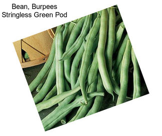Bean, Burpees Stringless Green Pod