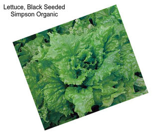 Lettuce, Black Seeded Simpson Organic