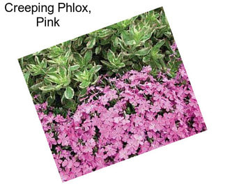 Creeping Phlox, Pink