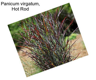 Panicum virgatum, Hot Rod