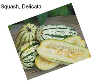 Squash, Delicata