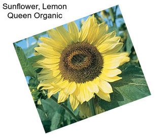 Sunflower, Lemon Queen Organic