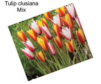 Tulip clusiana Mix