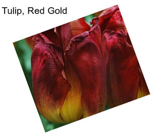 Tulip, Red Gold