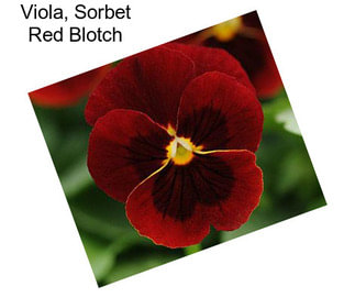 Viola, Sorbet Red Blotch
