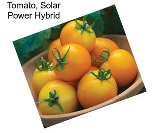 Tomato, Solar Power Hybrid