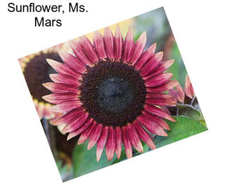 Sunflower, Ms. Mars