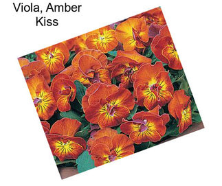 Viola, Amber Kiss