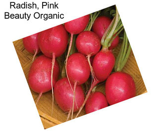 Radish, Pink Beauty Organic