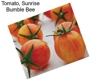 Tomato, Sunrise Bumble Bee