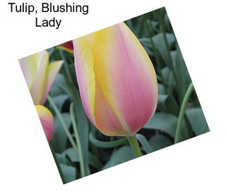 Tulip, Blushing Lady