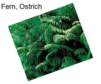 Fern, Ostrich