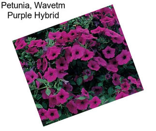 Petunia, Wavetm Purple Hybrid